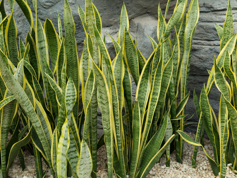 garden design Garden