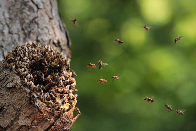 hedge trimming garden